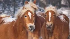 Happy Horses flanel dekbedovertrek