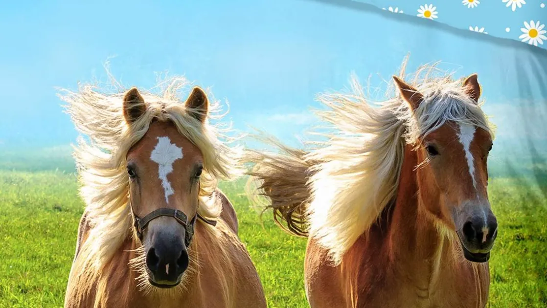 Horses dekbedovertrek