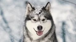 Husky flanel dekbedovertrek