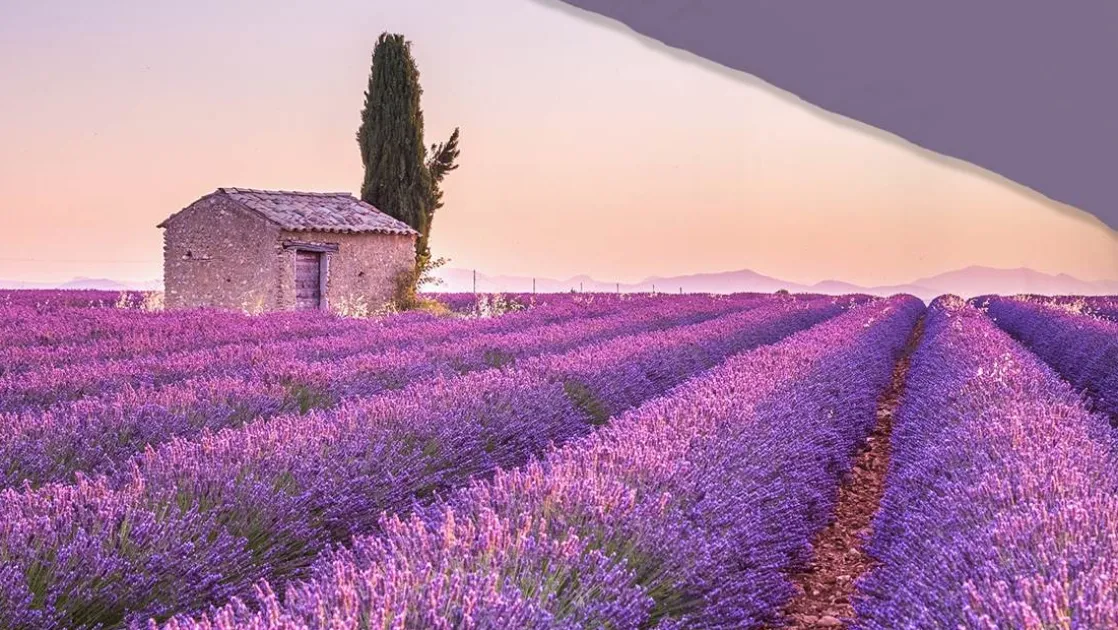 Lavender dekbedovertrek