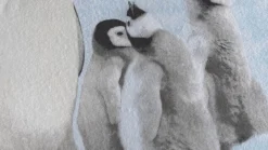 Pingu flanel dekbedovertrek