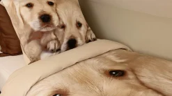 Puppy Love dekbedovertrek