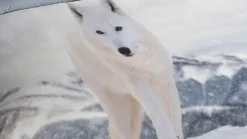 White Fox dekbedovertrek