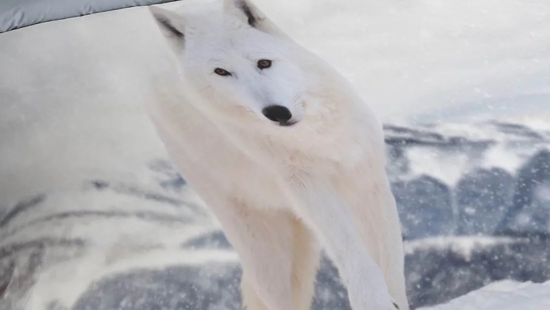 White Fox dekbedovertrek