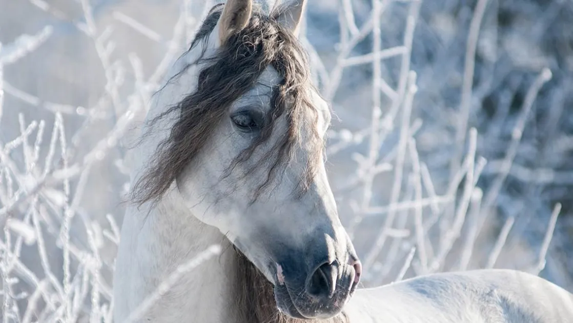 White Horse flanel dekbedovertrek